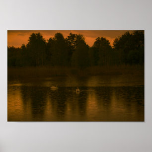 Solnedgång Sjö Rain Svanar liggande natur Poster