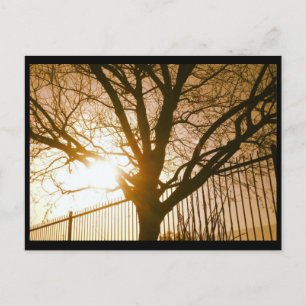 Solnedgång Träd Silhouette-vykort Vykort