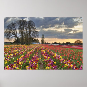 Solnedgång vid Tulip Farm i Oregon Poster