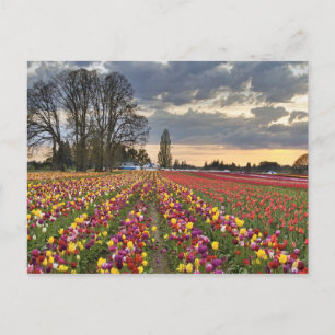 Solnedgång vid Tulip Farm-vykort Vykort