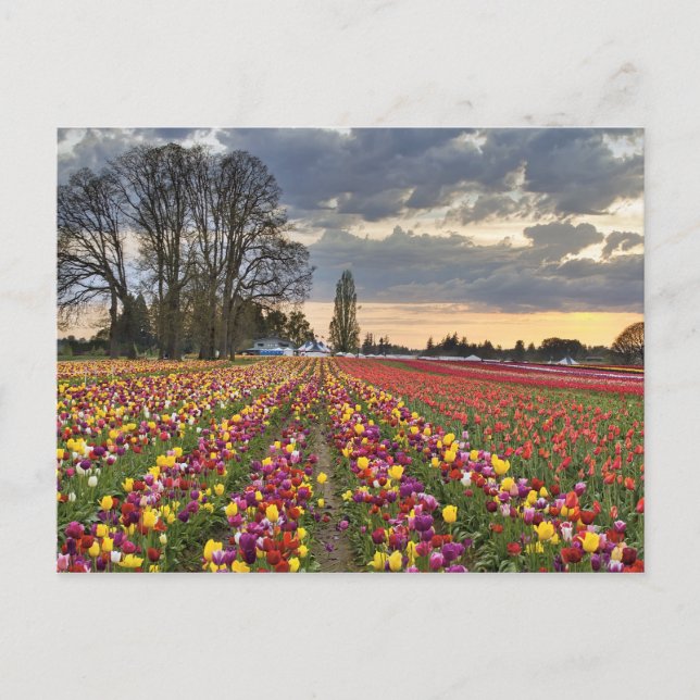 Solnedgång vid Tulip Farm-vykort Vykort (Framsida)