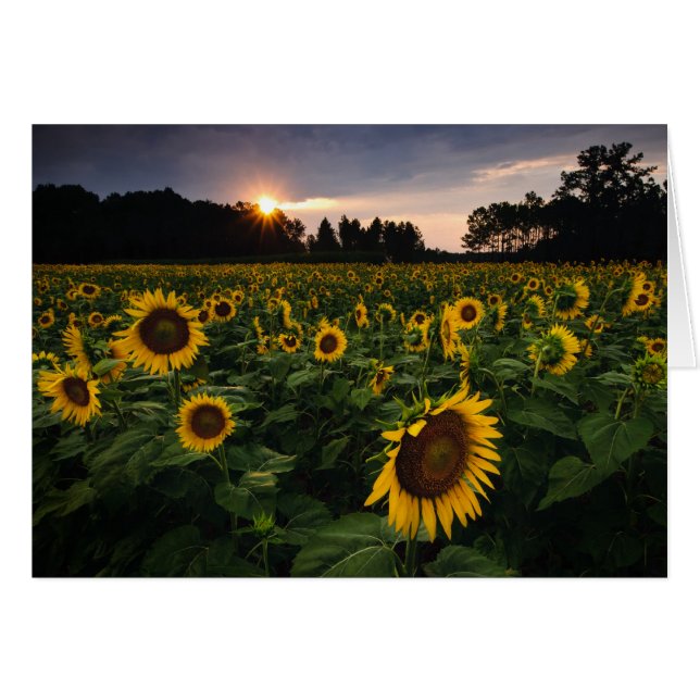 Solnedgångblomma OBS Kort (Framsidan Horizontal)