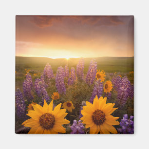 Solnedgångdaisy Magnet