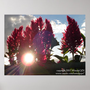 Solnedgången flammar Flowers* Poster