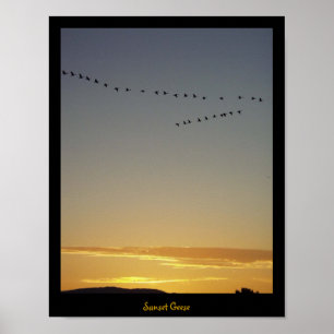 Solnedgånggäss Poster