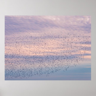 Solnedgångsflock Poster
