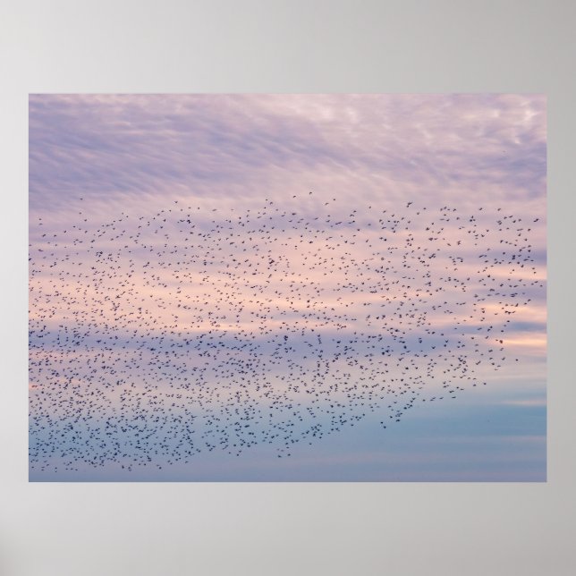 Solnedgångsflock Poster (Framsidan)