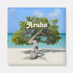 Solo Divi Divi träd i Aruba Magnet