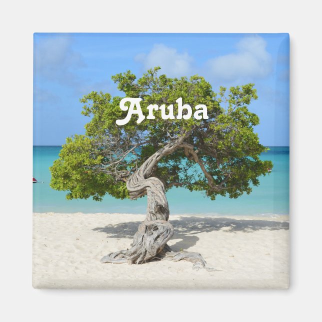 Solo Divi Träd i Aruba Magnet (Framsidan)
