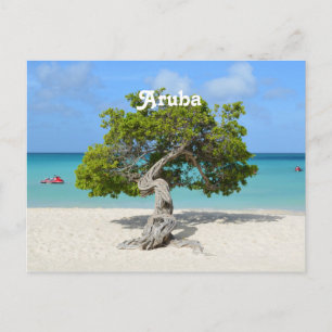Solo Divi Träd i Aruba Vykort