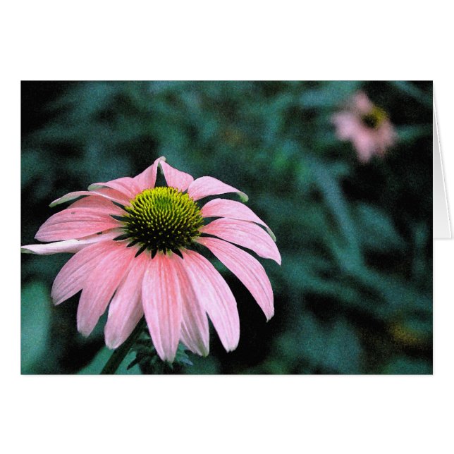 Solo Echinacea Hälsningskort (Framsidan Horizontal)