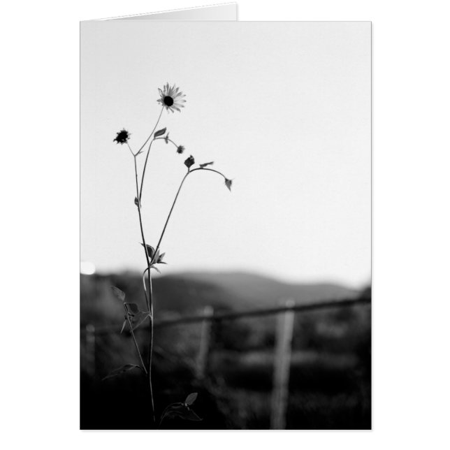 Solo Flower OBS Kort (Framsidan)