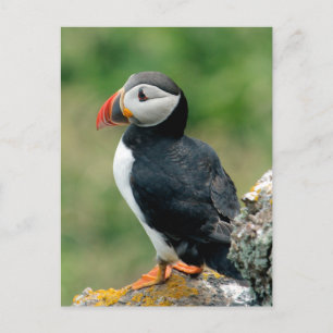 Solo Puffin Vykort