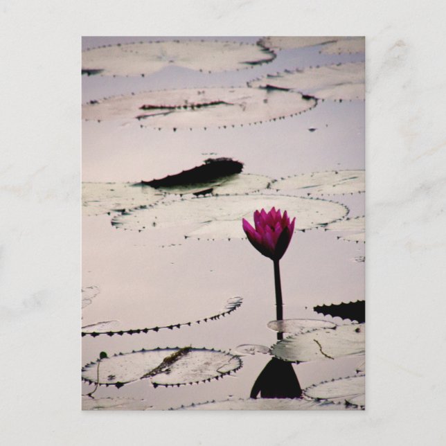 Solo-tus | Kambodja Vykort (Framsida)