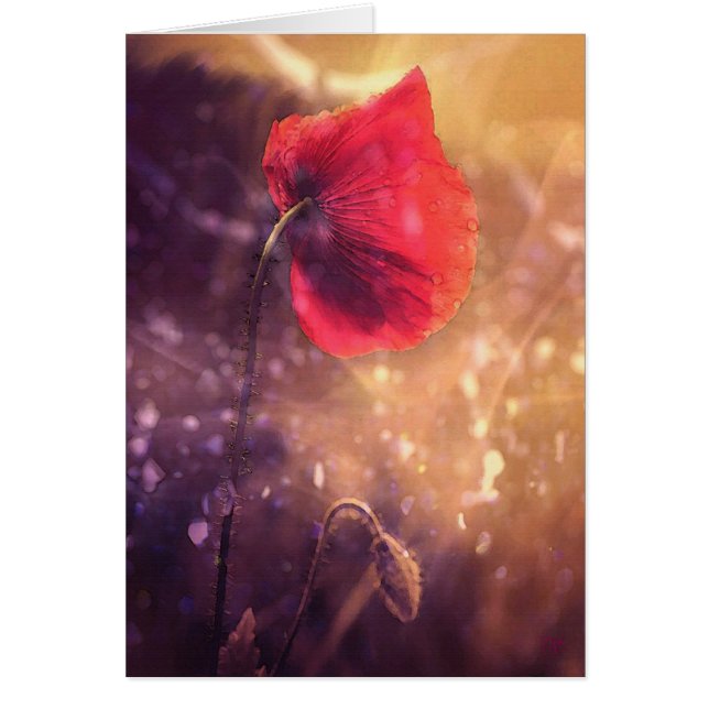 Solo vallmoottakort hälsningskort (Framsidan)