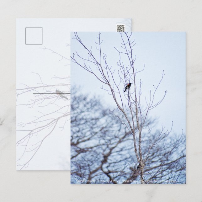 Soloist Vykort (Fram/baksida)