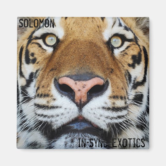 Solomon - magnet (Framsidan)