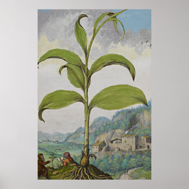 Solomoners försegling för botaniska konsthantverk poster