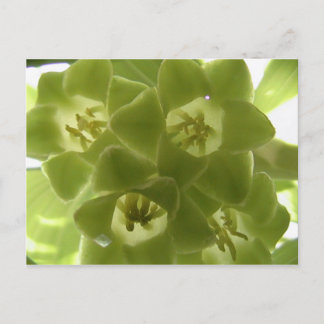 solomonförsegling vykort