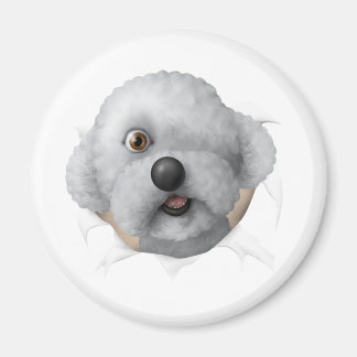 solomonkastare magnet