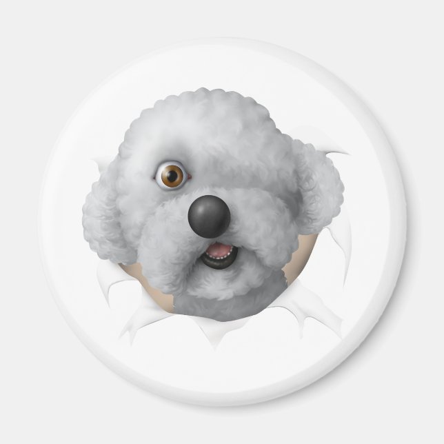 solomonkastare magnet (Framsidan)