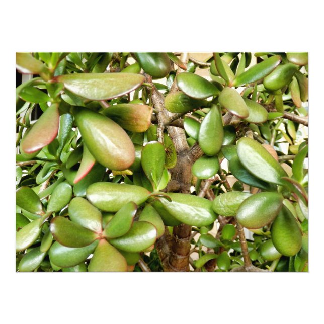 Solomons Seal Fototryck (Framsidan)