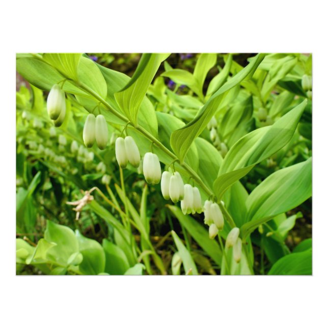 Solomons Seal Fototryck (Framsidan)