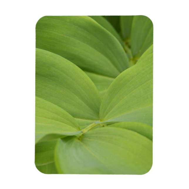 Solomons Seal Magnet (Vertikal)