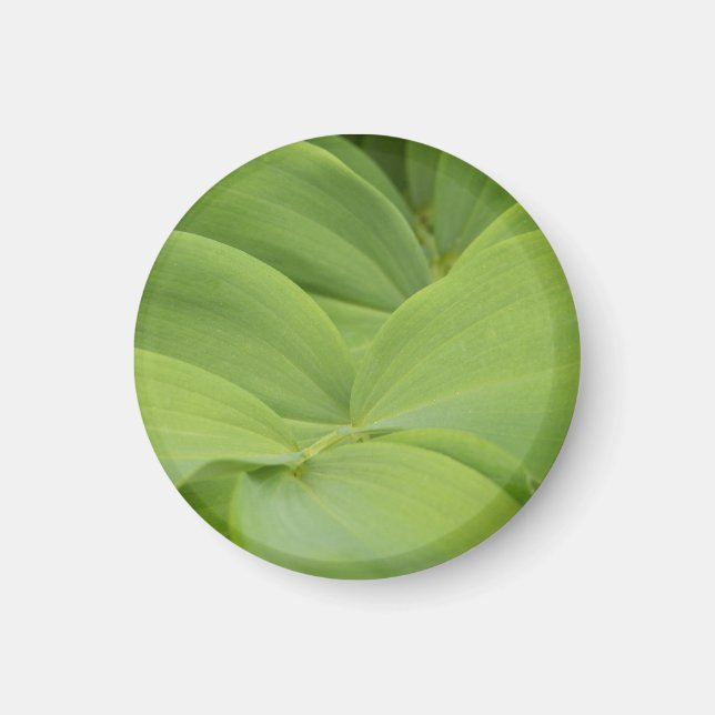 Solomons Seal Magnet (Framsidan)