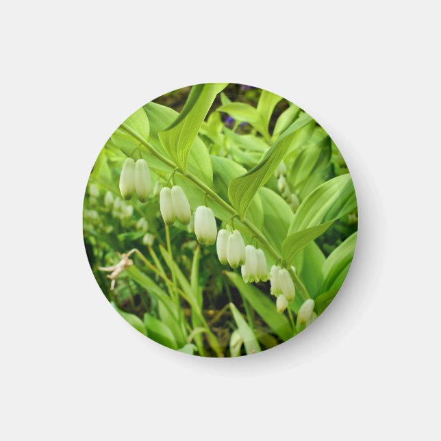 Solomons Seal Magnet (Framsidan)