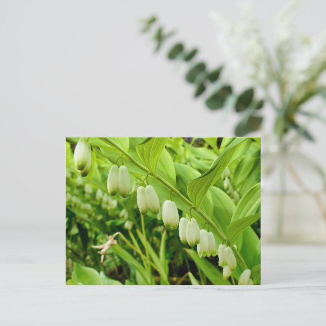 Solomons Seal Vykort (Stående Fram)