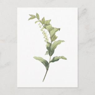 Solomons sigill (Polygonatum multiflorum) av Redou Vykort