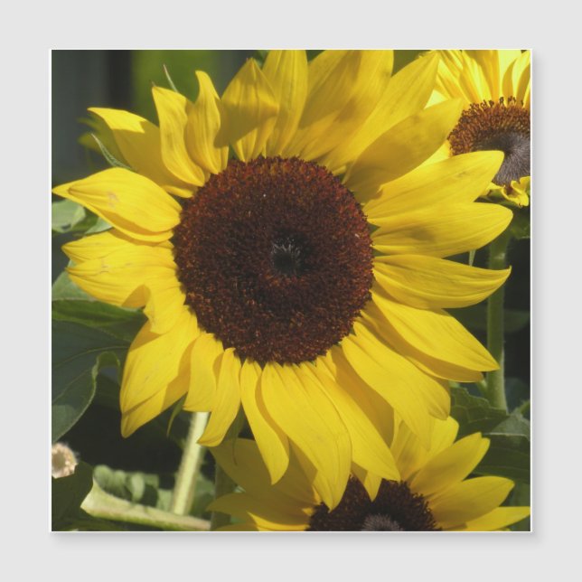 Solros (Framsida)