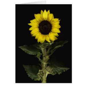 Solros 11 hälsningskort
