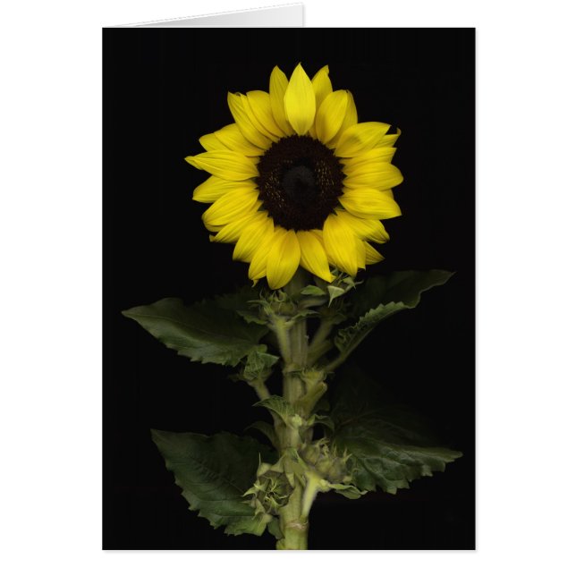 Solros 11 hälsningskort (Framsidan)