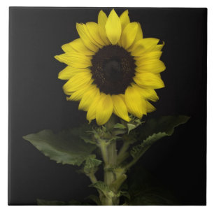 Solros 11 kakelplatta