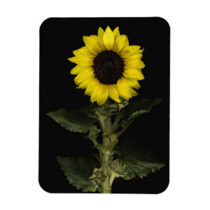 Solros 11 magnet