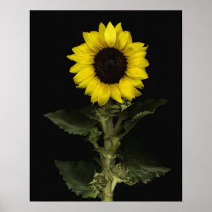 Solros 11 poster