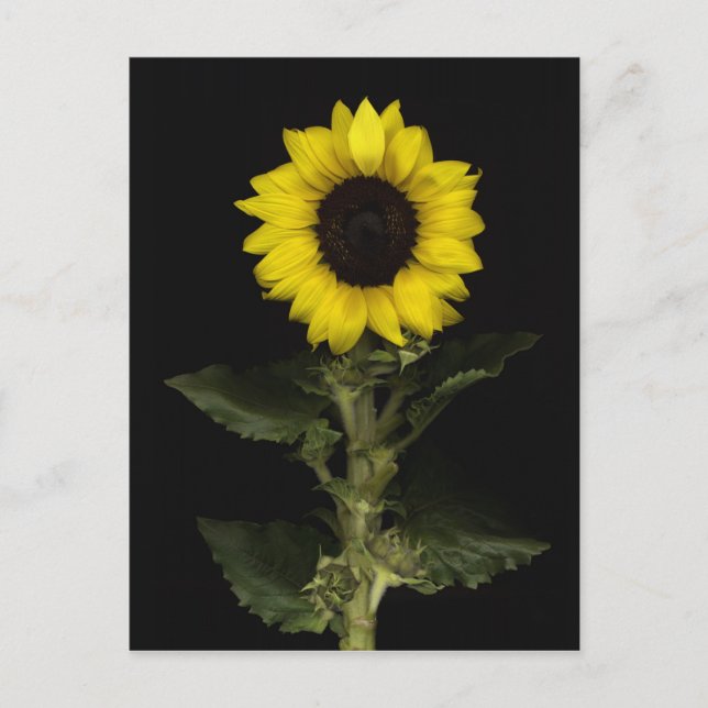 Solros 11 vykort (Framsida)