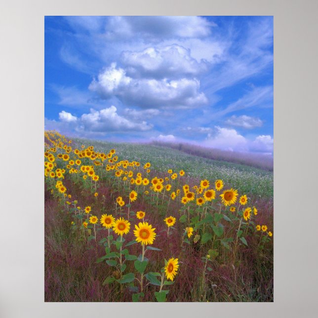 Solros backe,poster poster (Framsidan)