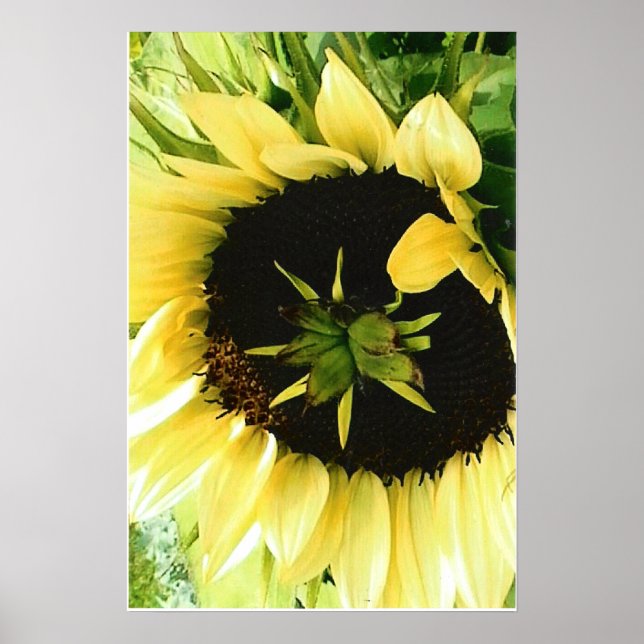 Solros Bild Poster (Framsidan)