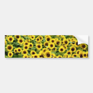 Solros Bildekal
