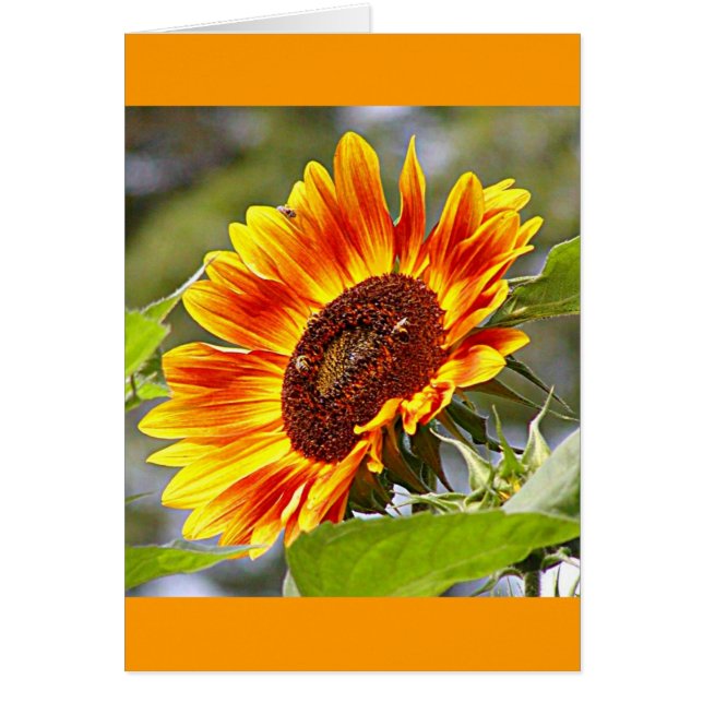 Solros & bin hälsningskort (Framsidan)