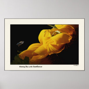 Solros- & bitryck poster