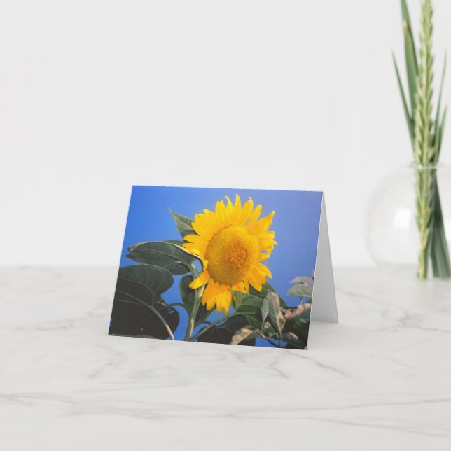 Solros Blå himmel Kort (Framsida)