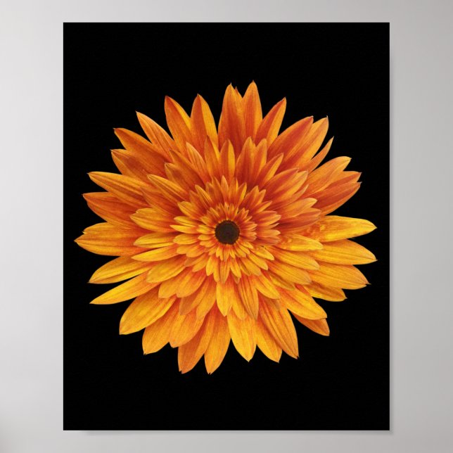 solros blomma blommor poster (Framsidan)