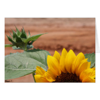 Solros Bloom OBS Kort