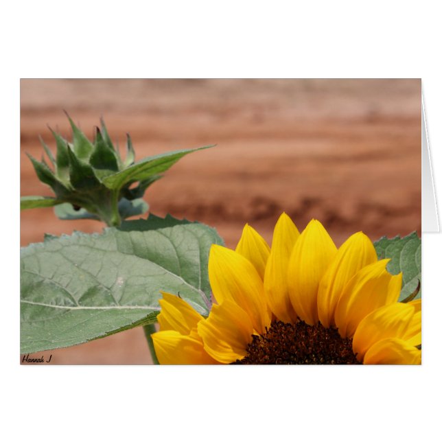 Solros Bloom OBS Kort (Framsidan Horizontal)