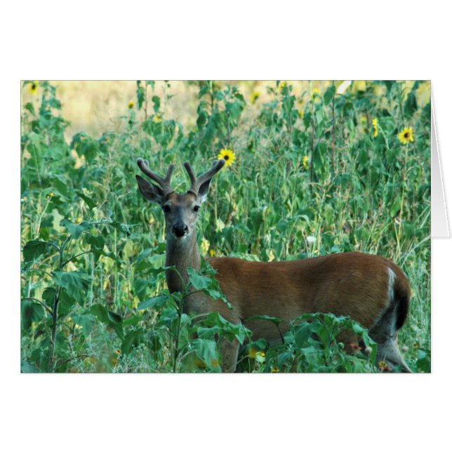 Solros Buck Hälsningskort (Framsidan Horizontal)