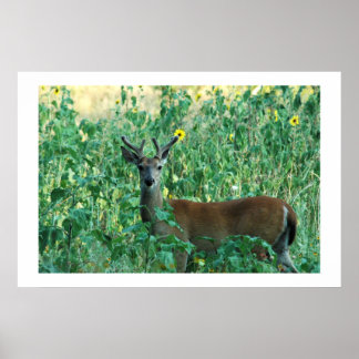 Solros Buck Poster